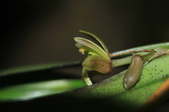 Scaphyglottis grandiflora