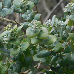 Eucalyptus crenulata