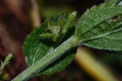 Chiropetalum intermedium