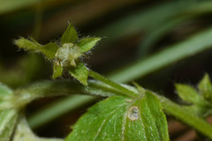 Chiropetalum intermedium