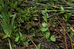 Chiropetalum intermedium