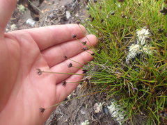 Juncus antarcticus
