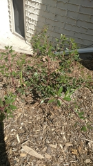 Arctostaphylos densiflora