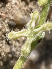 Pectocarya penicillata