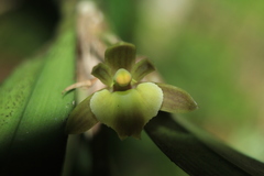 Scaphyglottis grandiflora