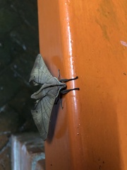 Marumba cristata bukaiana