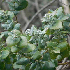 Eucalyptus crenulata