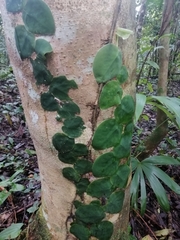 Monstera tuberculata