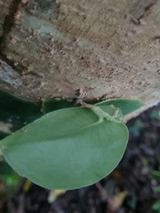 Monstera tuberculata