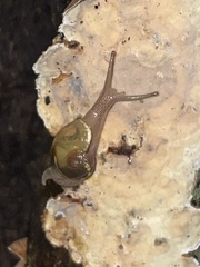 Helicarion mastersi