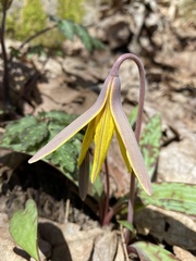 Erythronium rostratum