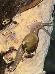Helicarion mastersi