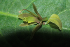 Scaphyglottis grandiflora