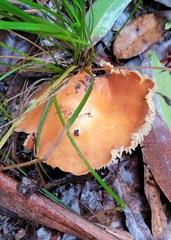 Lactifluus clarkeae
