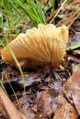 Lactifluus clarkeae