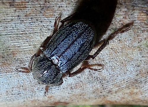 Macrodactylini image