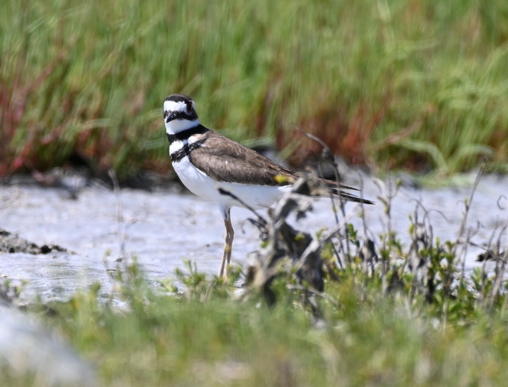 Killdeer from Rockport, TX 78382, USA on March 26, 2022 at 0257 PM by