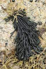 Codium galeatum