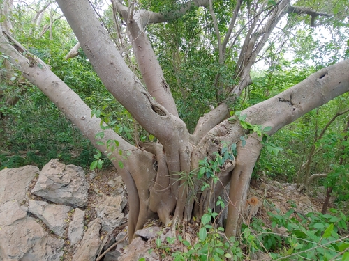 Ficus trigonata, photograph 6