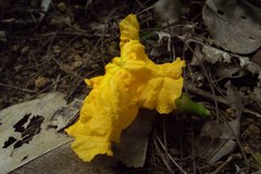 Adenocalymma bracteatum
