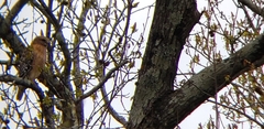 Buteo lineatus