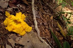 Adenocalymma bracteatum