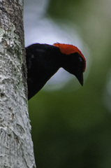 Malimbus rubricollis