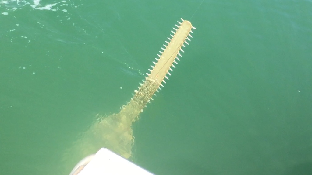 Green sawfish (Pristis zijsron) — Pristidae