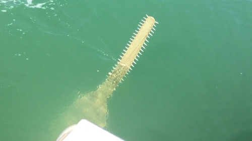 Green sawfish (Pristis zijsron) — Pristidae