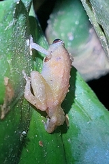 Diasporus diastema