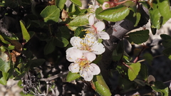 Prunus fremontii