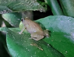 Diasporus diastema