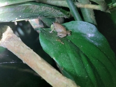 Diasporus diastema