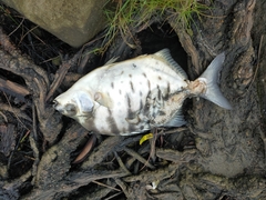 Selenotoca multifasciata