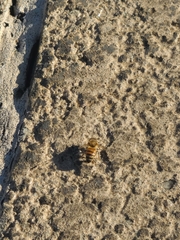 Apis mellifera