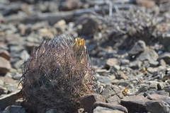 Echinomastus durangensis