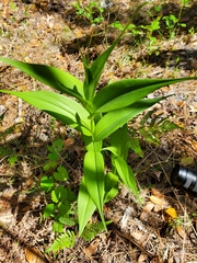 Gloriosa superba