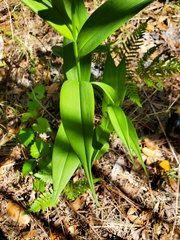 Gloriosa superba