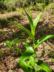 Gloriosa superba