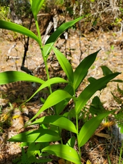 Gloriosa superba