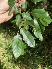 Siphonodon australis