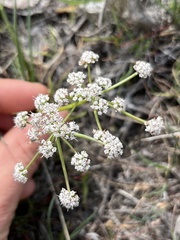 Lomatium piperi