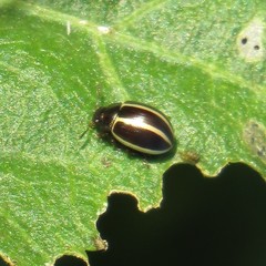 Desmogramma