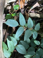 Derris involuta
