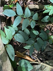 Derris involuta