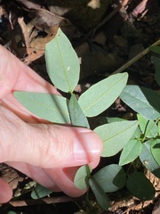 Derris involuta