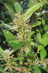 Cestrum cuneifolium