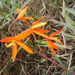 Cattleya cinnabarina