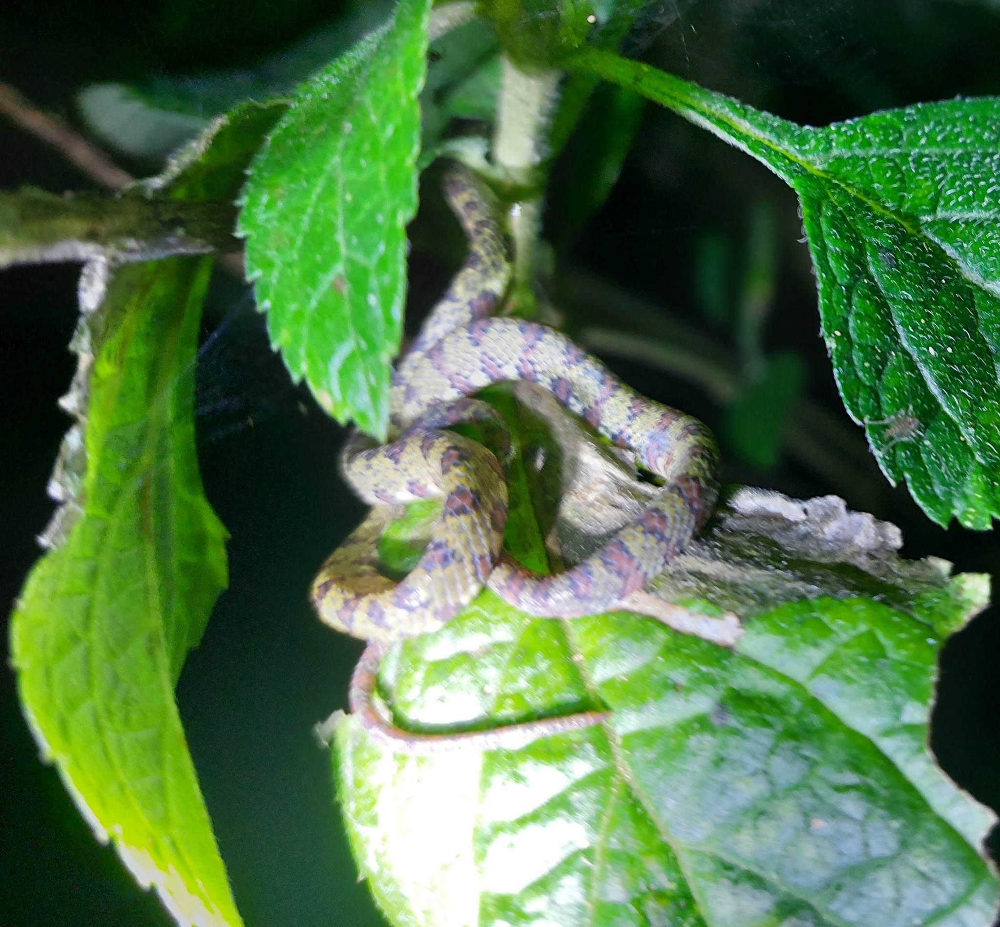 lichen-colored snail sucker, stejneger's snail sucker