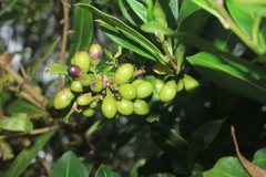 Cestrum cuneifolium